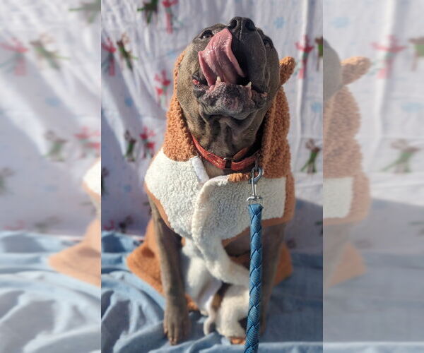 Medium Photo #4 American Staffordshire Terrier-Unknown Mix Puppy For Sale in Richmond, IN, USA