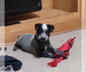 Texas Heeler Puppy for sale in LAURENS, SC, USA