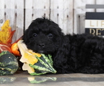 Small Photo #4 Cocker Spaniel-Poodle (Miniature) Mix Puppy For Sale in MOUNT VERNON, OH, USA