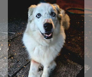 Great Pyrenees-Unknown Mix Dogs for adoption in Brooklyn Center, MN, USA