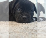 Small #10 Cane Corso