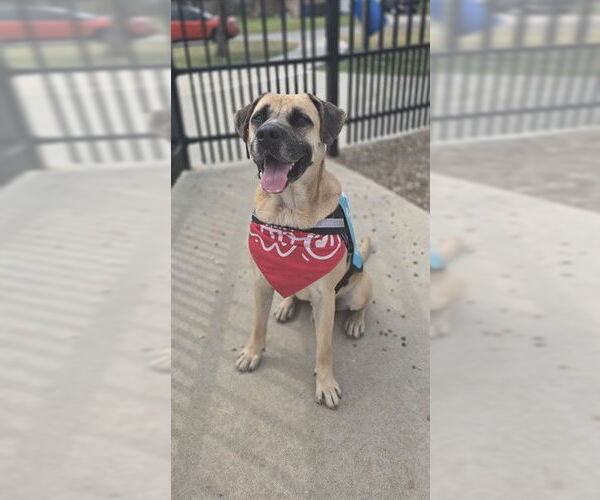 Medium Photo #4 Great Dane-Unknown Mix Puppy For Sale in Corpus Christi, TX, USA