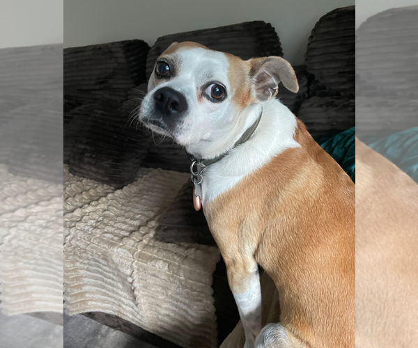 Medium Photo #1 American Pit Bull Terrier-Chihuahua Mix Puppy For Sale in Holly Springs, NC, USA