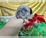 Small Photo #90 French Bulldog Puppy For Sale in HAYWARD, CA, USA