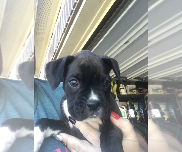 Medium Photo #5 Boxer Puppy For Sale in CONROE, TX, USA