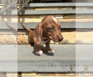 Dachshund Puppy for Sale in WILLIAMSBURG, Virginia USA
