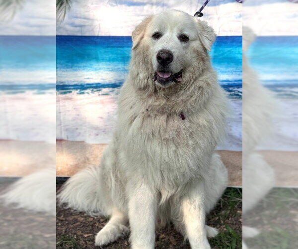 Medium Photo #7 Great Pyrenees Puppy For Sale in Spring, TX, USA