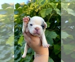 Puppy 5 French Bulldog