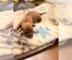 Small Dachshund