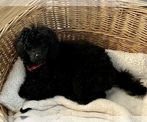 Poodle (Miniature) Puppy for sale in KETTLE FALLS, WA, USA
