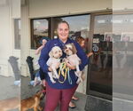 Small #3 Shih Tzu
