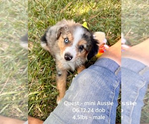 Miniature Australian Shepherd Puppy for sale in CASSVILLE, MO, USA