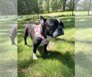 French Bulldog Dogs for adoption in Oak Bluffs, MA, USA