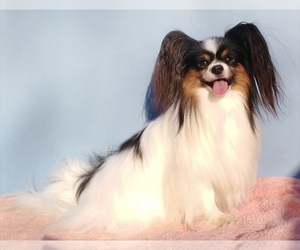 Father of the Papillon puppies born on 05/12/2023