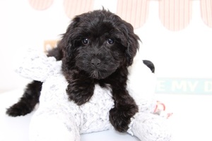 YorkiePoo Puppy for sale in NAPLES, FL, USA