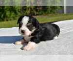 Small #5 Auss-Tzu