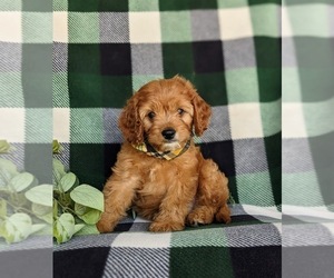 Cavapoo Puppy for sale in OXFORD, PA, USA