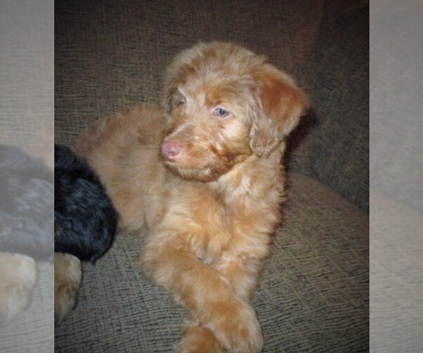 Medium Photo #11 Aussie-Poo Puppy For Sale in LINCOLN, AL, USA