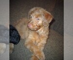 Small Photo #11 Aussie-Poo Puppy For Sale in LINCOLN, AL, USA