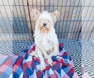 Maltese-Norfolk Terrier Mix Dogs for adoption in Chico, CA, USA