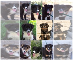 Australian Shepherd Litter for sale in ACTON, CA, USA
