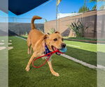 Small #14 Labrador Retriever Mix