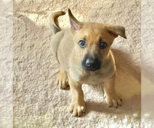Medium Photo #1 Black Mouth Cur-Unknown Mix Puppy For Sale in Denton, TX, USA