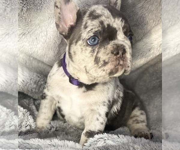 Medium Photo #7 French Bulldog Puppy For Sale in PITTSBURGH, PA, USA