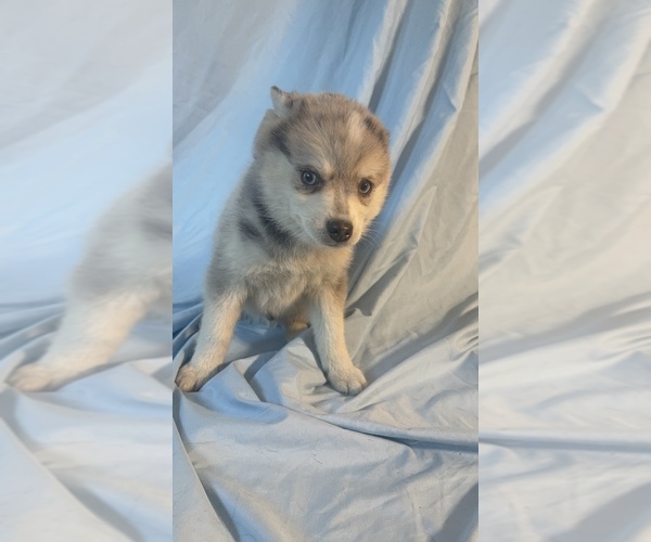Medium Photo #9 Pomsky-Shiba Inu Mix Puppy For Sale in NASHUA, NH, USA