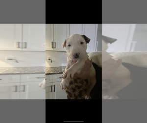 Bull Terrier Puppy for sale in BOILING SPRINGS, SC, USA