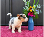 Puppy Kisha Australian Shepherd-Cardigan Welsh Corgi Mix