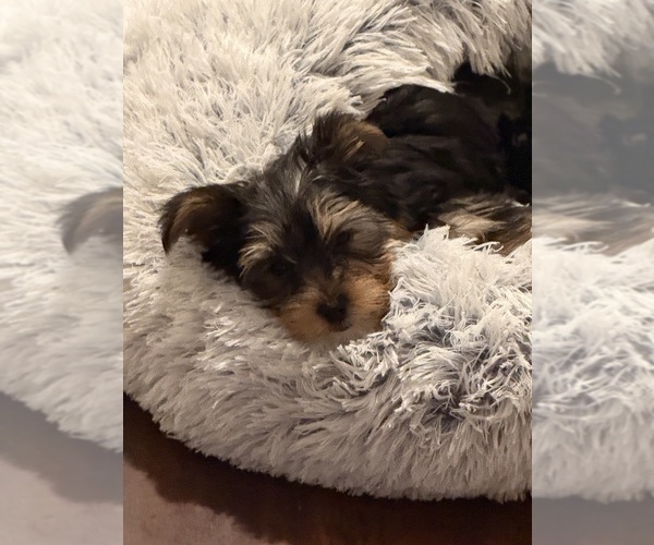 Medium Photo #4 Yorkshire Terrier Puppy For Sale in HIGHLANDS, NC, USA