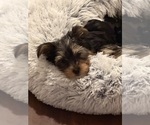 Small #3 Yorkshire Terrier