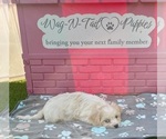 Acorn - Male Cavachon Puppy for Sale - Photo #4