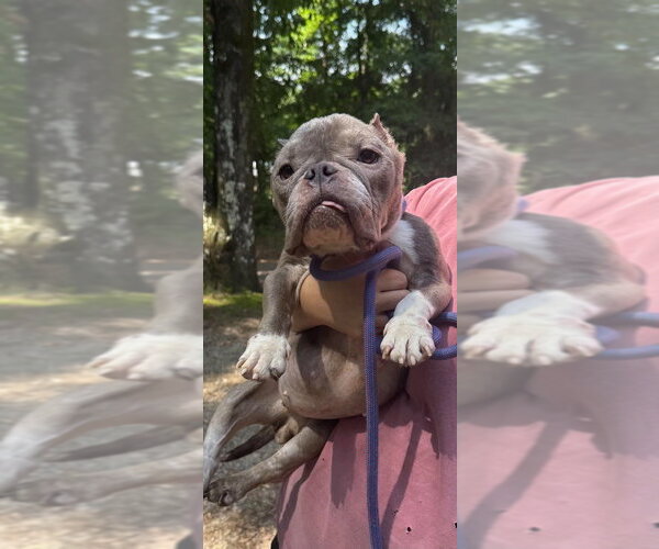 Medium Photo #6 French Bulldog Puppy For Sale in New York, NY, USA