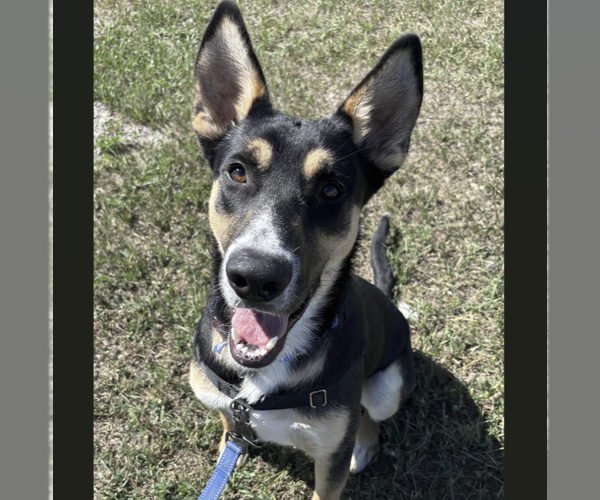 Medium Photo #5 Siberian Husky-Unknown Mix Puppy For Sale in Fargo, ND, USA