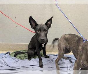Mutt Dogs for adoption in Las Vegas, NV, USA