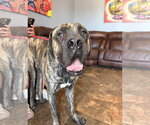 Small #1 Mastiff
