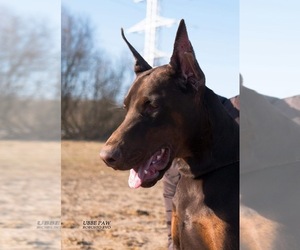 Doberman Pinscher Puppy for sale in NEW YORK, NY, USA