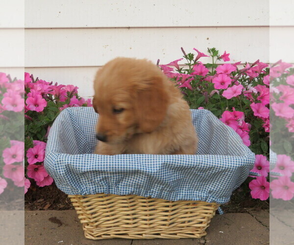 Medium Photo #5 English Cream Golden Retriever Puppy For Sale in ATHENS, WI, USA