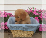 Small #3 English Cream Golden Retriever