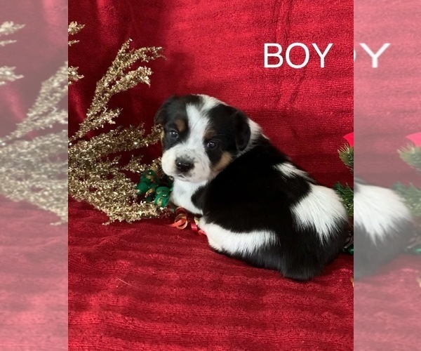 Medium Photo #3 Cowboy Corgi Puppy For Sale in MENIFEE, CA, USA