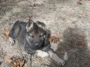 German Shepherd Dog Puppy for sale in ELSBERRY, MO, USA