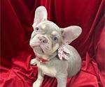Puppy Diamond Doll French Bulldog