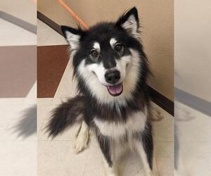 Alusky Dogs for adoption in West Valley, UT, USA