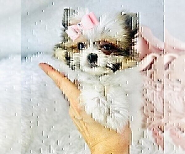 Medium Photo #7 Pomeranian Puppy For Sale in DELRAY BEACH, FL, USA