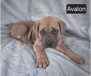 Cane Corso Puppy for sale in MINERAL WELLS, WV, USA