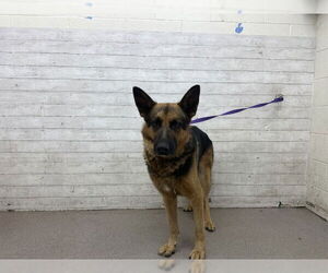 German Shepherd Dog Dogs for adoption in San Bernardino, CA, USA