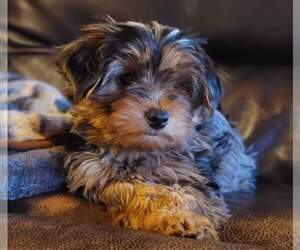 Yorkshire Terrier Puppy for sale in MANES, MO, USA
