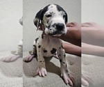 Small Photo #4 Great Dane Puppy For Sale in FORNEY, TX, USA